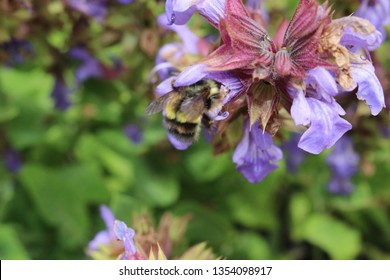 A Close Up Of A Honey Bee, Apis, On A Lavendar Plant, Lavandula Spica.