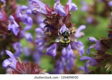 A Close Up Of A Honey Bee, Apis, On A Lavendar Plant, Lavandula Spica.