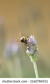 A Close Up Of A Honey Bee On A Lavendar Plant