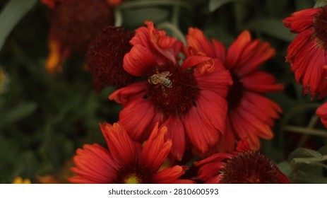 Close up of a honey bee pollinating a deep red Gaillardia (Blanket Flower) with a dark textured center, set against a moody background of similar blooms and dark green foliage.