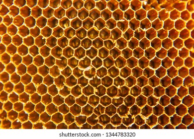 Close Honeycomb Bee Home Stock Photo 1344783320 | Shutterstock