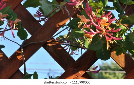 Close Up Of Honeysuckle Climbing On Wooden Trellis.