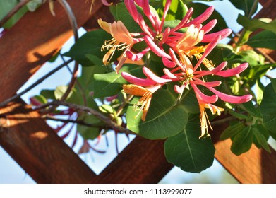 Close Up Of Honeysuckle Climbing On Wooden Trellis.