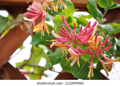 Close Up Of Honeysuckle Flowers On Wooden Trellis.