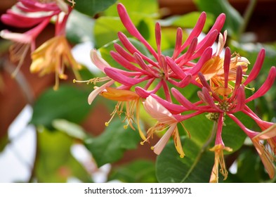 Close Up Of Honeysuckle Flowers On Wooden Trellis.