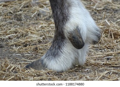 Close Up Hoof Reindeer, Back View - Animal Zoo / Yard Domestic / Wild Nature