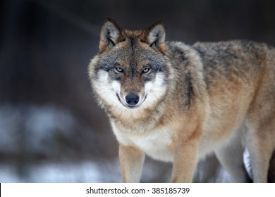 Cierre el retrato horizontal del lobo euroasiático, Canis lupus en invierno, mirando directamente a la cámara contra el bosque borroso en segundo plano. Europa del Este.