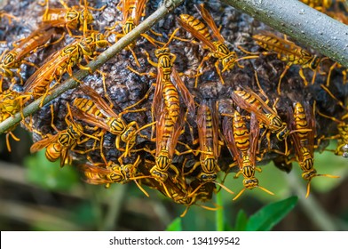 Close Up Hornet With Nest.