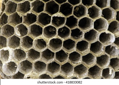 Close Up Of Hornets Nest