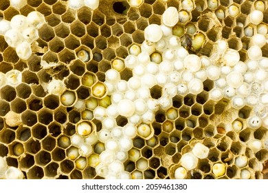 close up hornet's nest with larvae or embryo in honeycombs,select focus hornet's nest for created cultured embryos thrive inherited variants