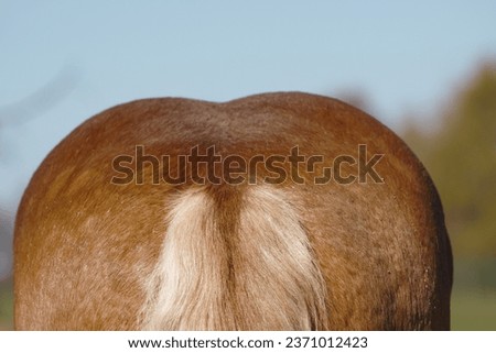 Close up of horse croup