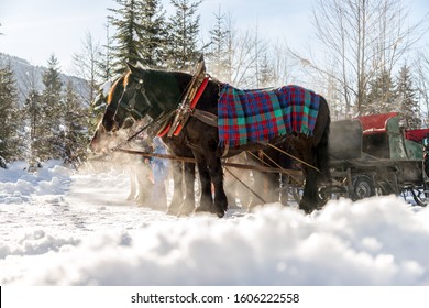 Close Up Of Horse Drawn Carriage In Winter, Sunshine, Austria