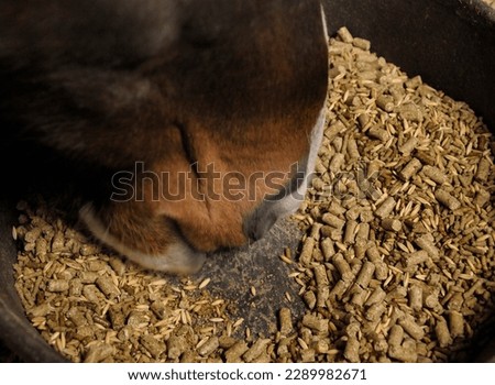 close up of horse eating pellets or grain from feed bucket in stall dark brown horse with light brown on muzzle eating pelleted horse feed in shape of pellets from large round feed bucket on ground 