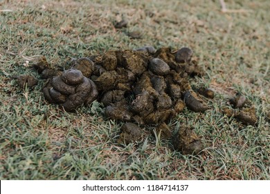 Faeces Images, Stock Photos & Vectors | Shutterstock