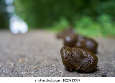 Close Horse Feces Pferde On Gray Stock Photo 1823913377 | Shutterstock