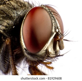 Close up of a horse fly