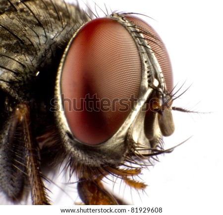 Close up of a horse fly