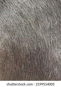 Close Up Of Horse Fur Pattern