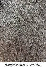 Close Up Of Horse Fur Pattern