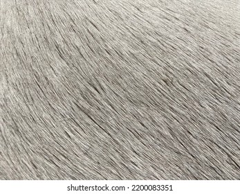 Close Up Of Horse Fur Pattern