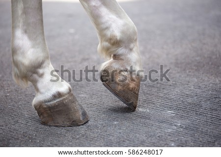 Close up of horse hoof with horseshoe in a rest