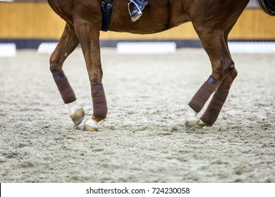 Close up of a horse hooves in motion. Dressage horse.