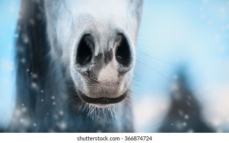 Close up of horse nose on winter  blurred nature background, banner. 