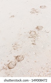 Close Up Horse Shoes Tracks On The Beach