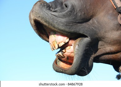 Close Up Of Horse Teeth