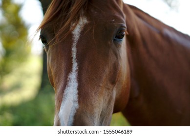 Close Up Of A Horse In Texas