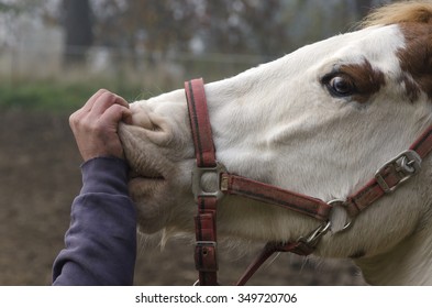 close up of a horse while being stroked on the nose