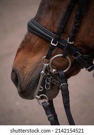 Close Up Of A Horse Working With Double Bridle.