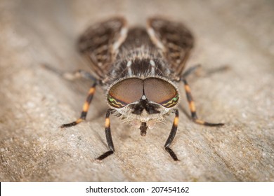24+ Show me a picture of a horsefly information