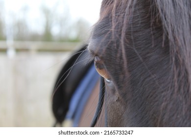 close up horses eye and tack 