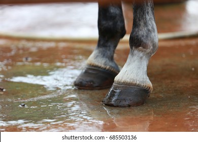 Close up of a horse's hooves.