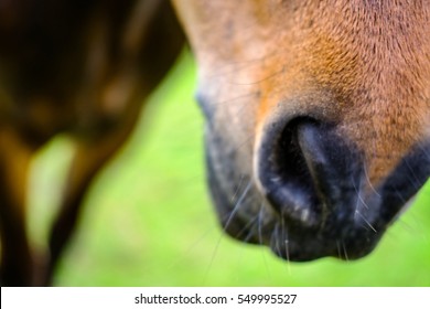Close up of a horses mouth and nostrils, as seen in a summer meadow.