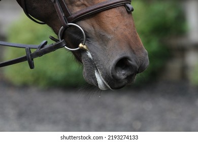 Close Up Of Horses Mouth And Snaffle Bit. Equestrian 