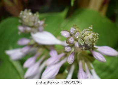 close up of a hosta bud getting ready to open with rain drops on