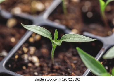 Close Up Of Hot Chili Peppers Seedlings Growing In A Seed Starting Tray