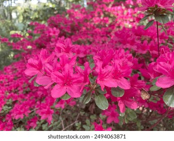 Close up of hot pink azaleas