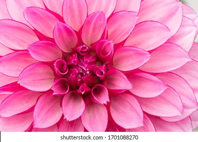 Close up of hot pink dahlia flower - Powered by Shutterstock