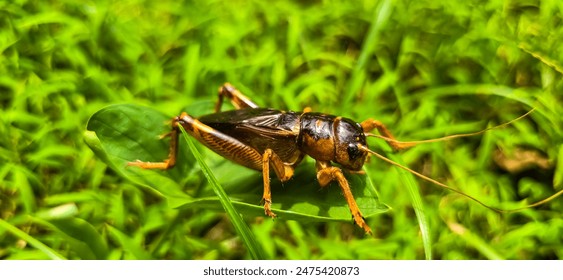 Close up house brown cricket insect or known as Acheta domestica in the green garden, perching on a blade of grass good for biology book or insect multimedia content creation