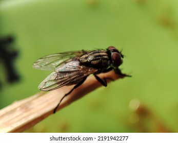 Close up house fly landed on chopsticks . The house fly,  Musca domestica is a well-known cosmopolitan pest of both farm and home.  - Shutterstock ID 2191942277