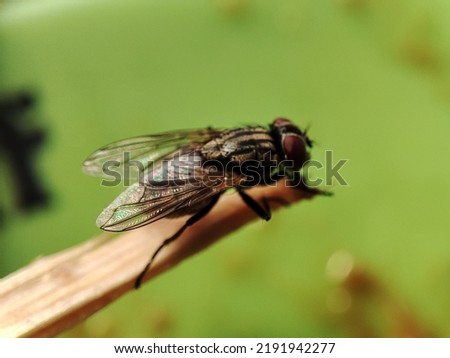 Close up house fly landed on chopsticks . The house fly,  Musca domestica is a well-known cosmopolitan pest of both farm and home. 