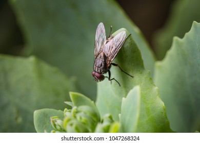 Close up of a house fly on a green leaf.