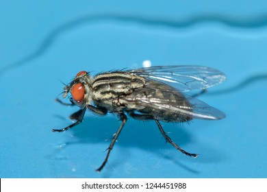 Close up of a house fly on a plain blue background