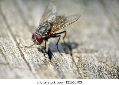 close up of a house fly on a wooden background