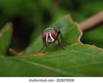 Close Up Of Housefly, Cyclorrhapha