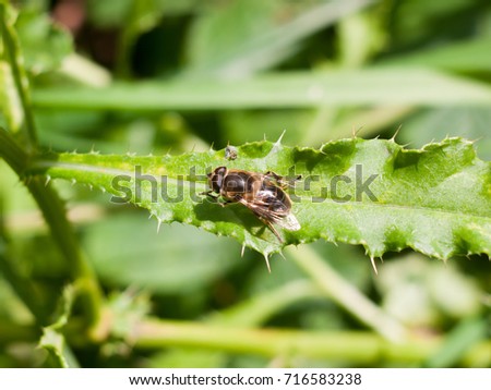 close up of hover fly on leaf Syrphidae; England; UK