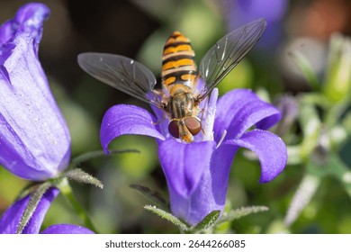 close up of a hover fly on small flowers 